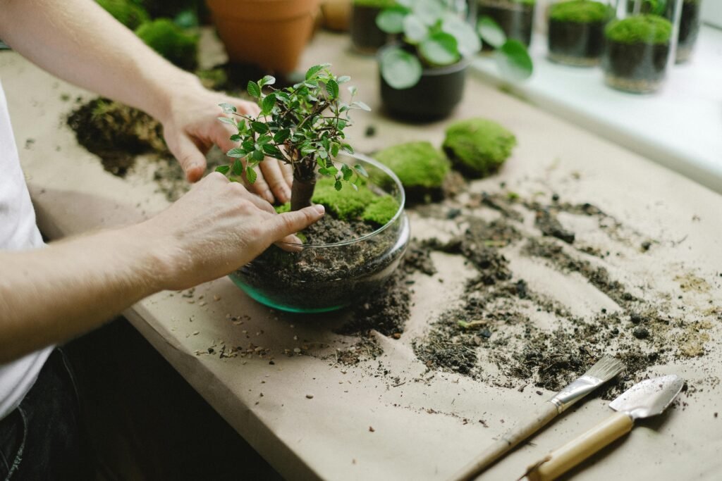 Perosna plantando un bonsái en un recipiente de cristal con tierra.
