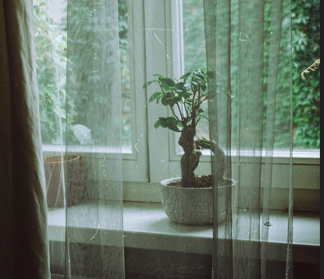 Bonsái en maceta, visto a través de una cortina transparente.