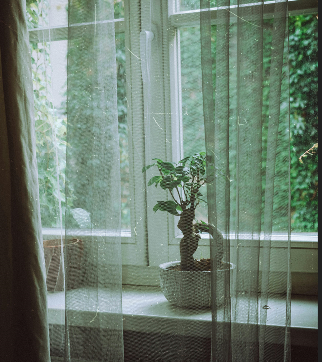 Bonsái en maceta, visto a través de una cortina transparente.