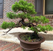 Bonsái Junípero