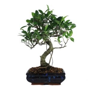 Ficus Retusa